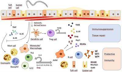 Immunomodulation and Immune Escape Strategies of Gastrointestinal Helminths and Schistosomes